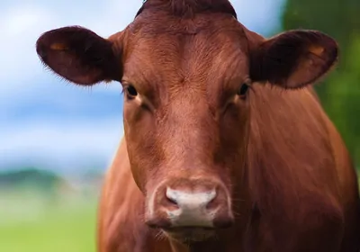 Cow image
